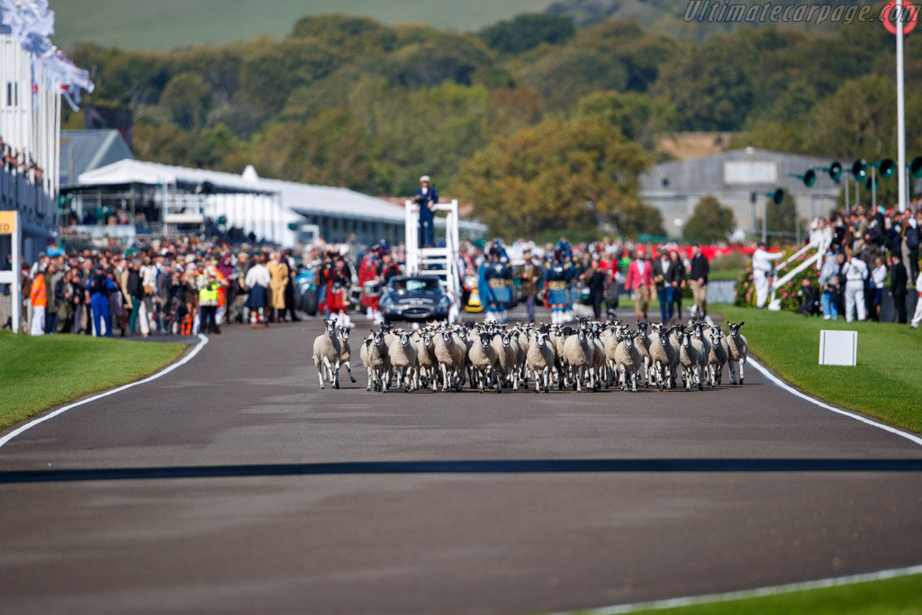 Sheep   - 2025 Goodwood Revival